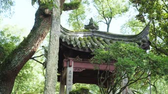 旅拍风景,美景,大自然,树木,植物,全景