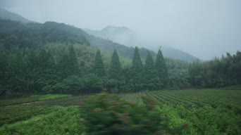 旅拍风景,配音,知识,树木,植物,全景