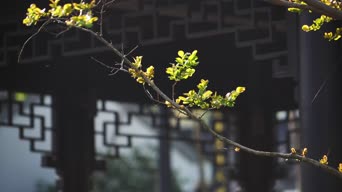 职业技能,美景,大自然,树木,植物,全景