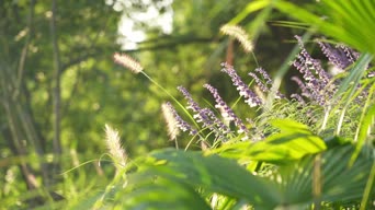 配音,植物,花,全景