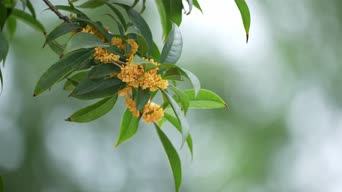 乡村生活,配音,植物,花,树木,全景