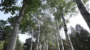 旅拍风景,美景,大自然,树木,植物,全景