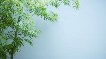 配音,知识,树木,植物,全景