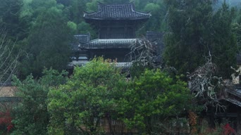 旅拍风景,配音,知识,树木,植物,全景