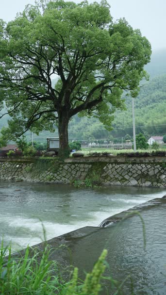 旅拍风景,配音,树木,植物,全景