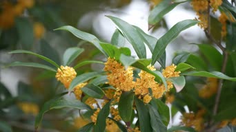 乡村生活,配音,植物,树木,花,全景