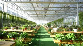 乡村生活,花,植物,桌子,全景