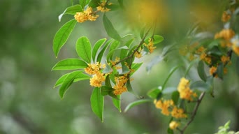 美景,植物,花,树木,全景