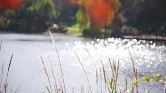 美景,植物,全景