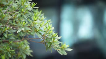 配音,植物,树木,全景