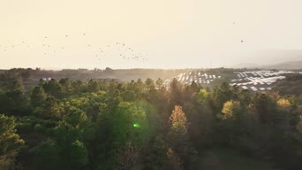旅拍风景,美景,大自然,城市,树木,植物,全景