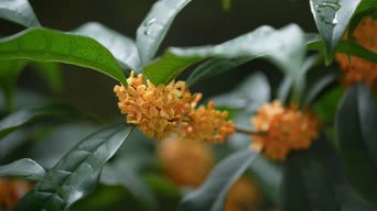 配音,养生健康,植物,花,树木,全景