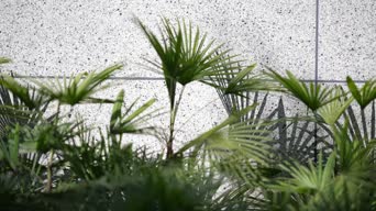 创意素材,美景,植物,树木,花,全景