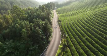 旅拍风景,大自然,美景,树木,植物,全景