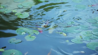 配音,植物,水生植物,池塘,全景