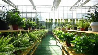 乡村生活,配音,植物,花,全景