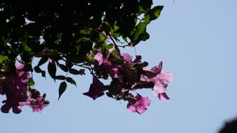 生活日常,配音,健康生活,花,植物,树木,全景
