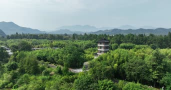 旅拍风景,记录,美景,树木,植物,自然植物,全景