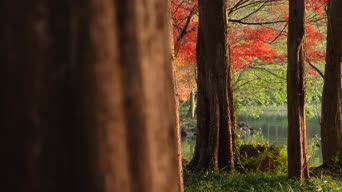 旅拍风景,配音,树木,植物,全景