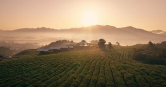 旅拍风景,美景,大自然,树木,植物,全景