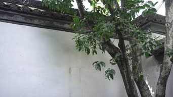 职业技能,配音,树木,植物,全景