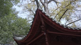 旅拍风景,配音,树木,植物,全景
