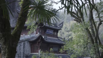 旅拍风景,配音,树木,植物,全景